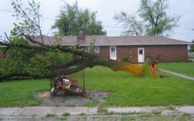 Trees Down