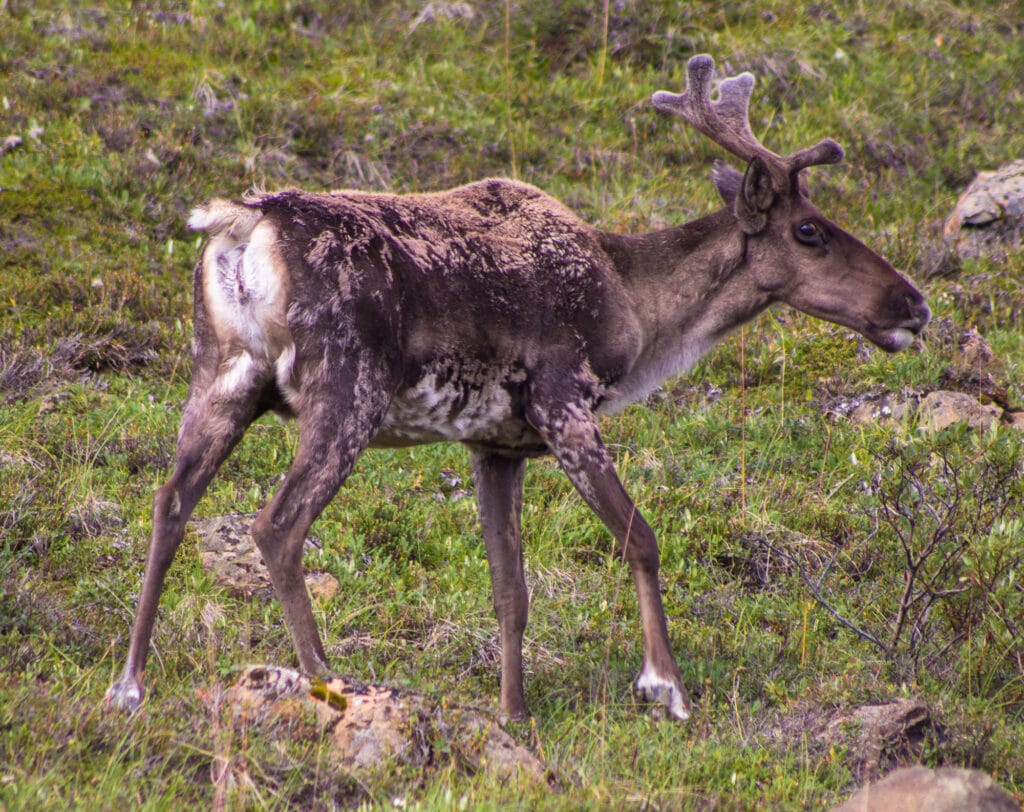 Caribou in Denali National Park