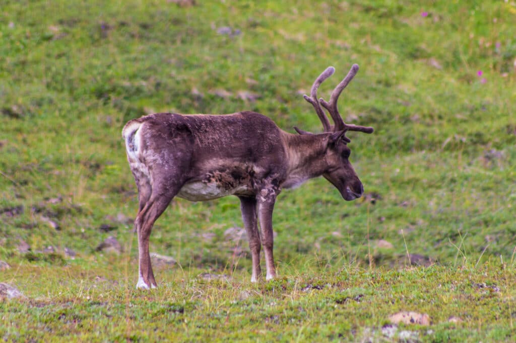 Caribou in Denali National Park