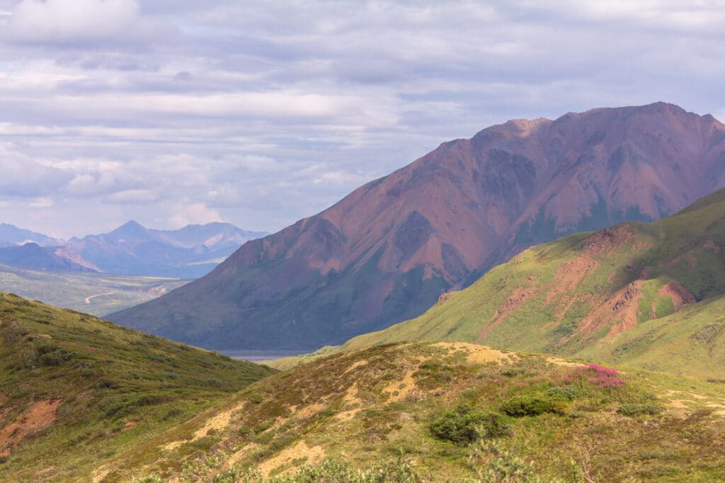 Denali National Park