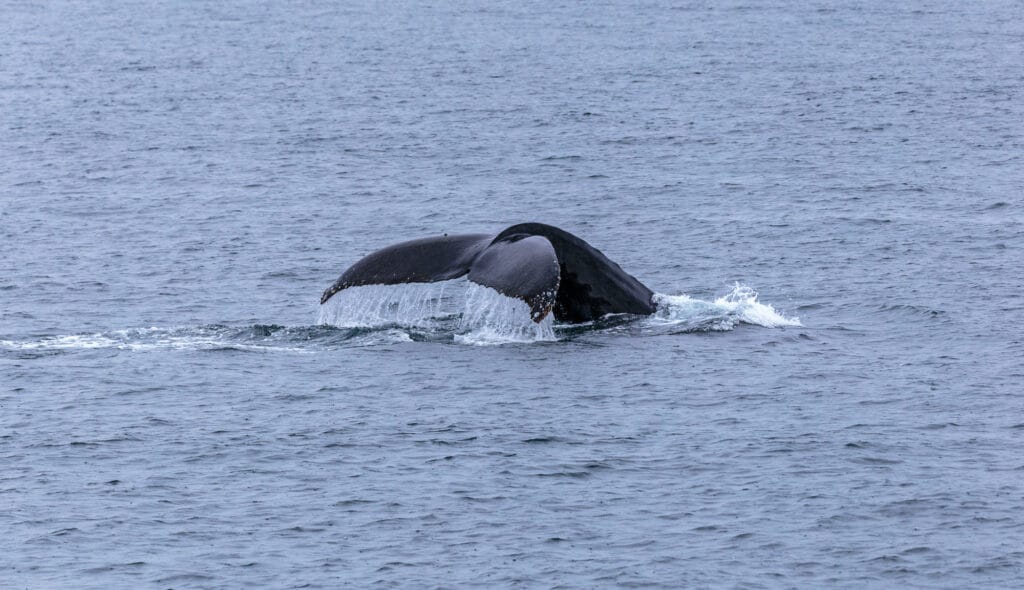 Humpback Tail