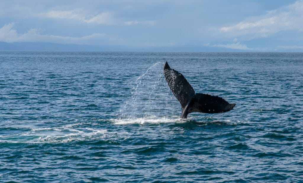 Angry humpback whale slapping the water