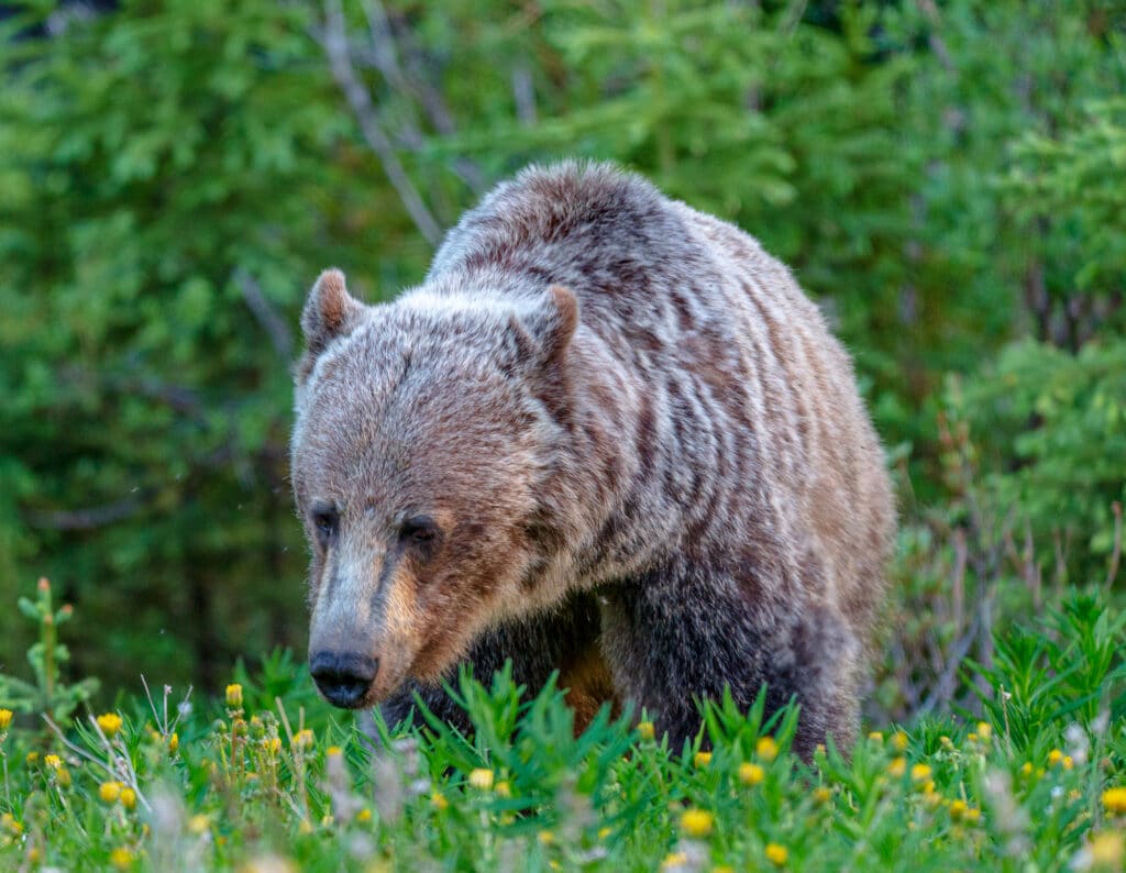 A Grizzly Bear along highway 40 in Peter Lougheed Provincal Park