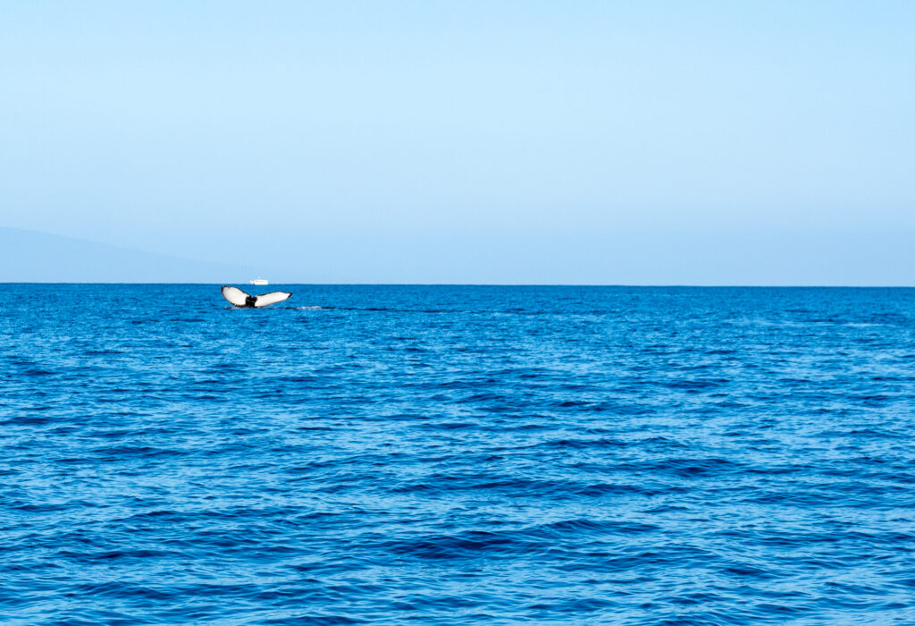 Whale Tail off Maui