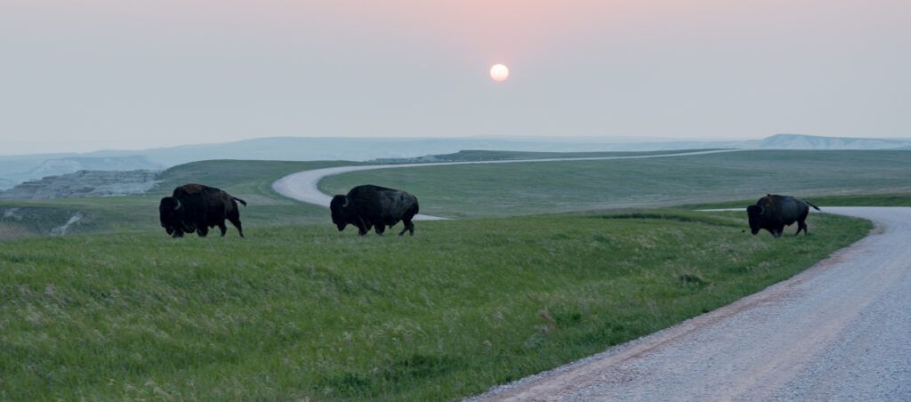 Three Bison walk across Badlands