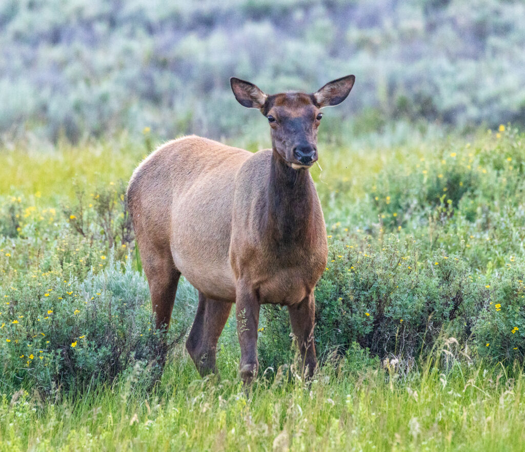 Elk in Yellowstone