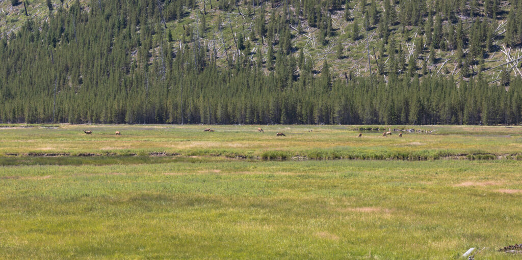 Herd of Elk along the Madison River in Yellowstone National Park